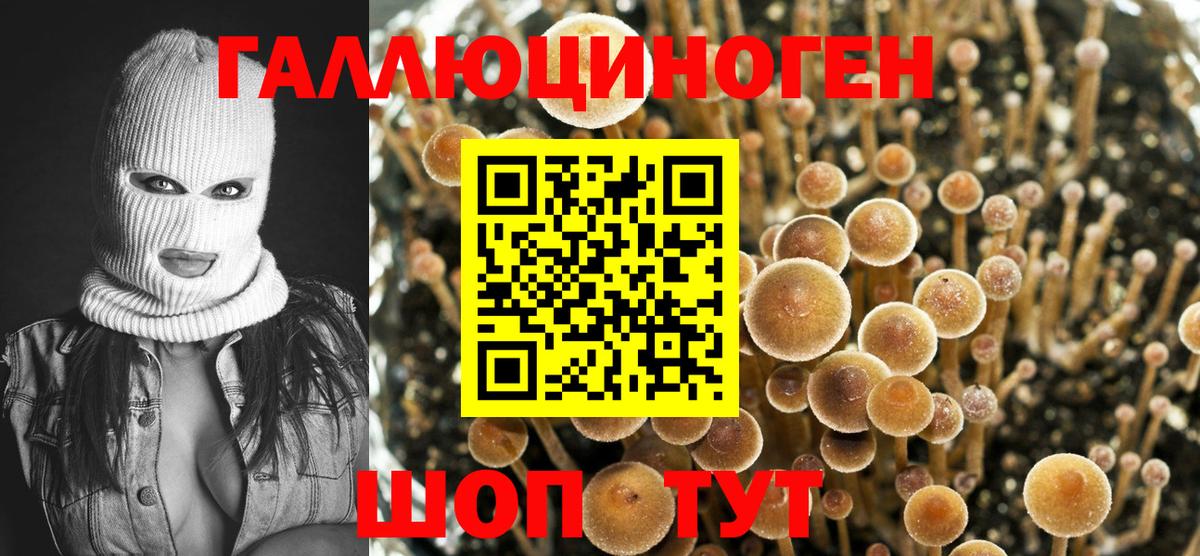 Галлюциногенные грибы Psilocybe Клин